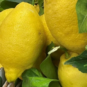 Limoni di Sorrento igp 1 kg