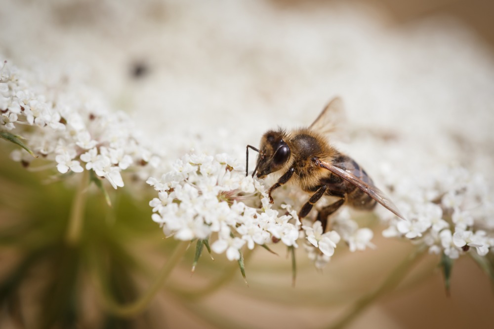 Miele di Astragalo Nebrodensis Ape Nera Sicula 250 grammi - immagine 3